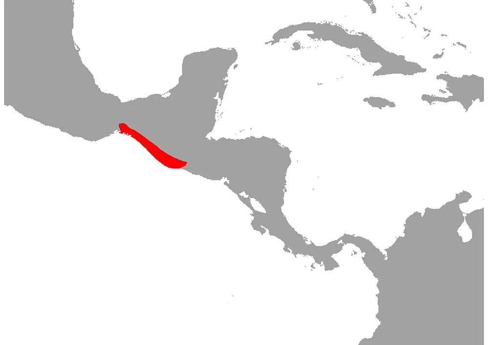 د Broad-ringed coral snake عکس