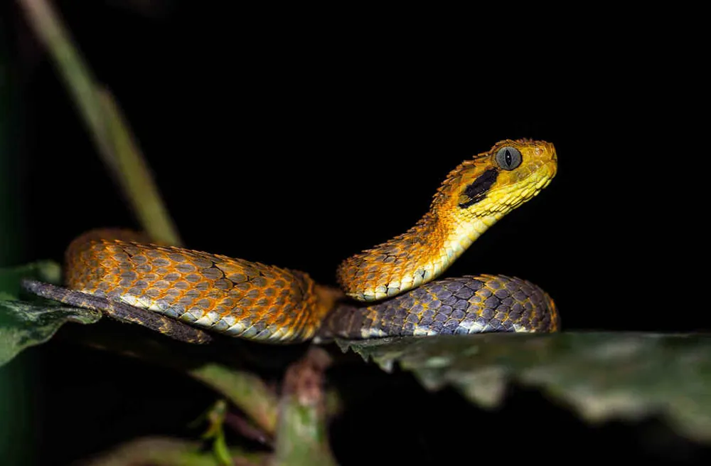 Foto de Broadley's bush viper