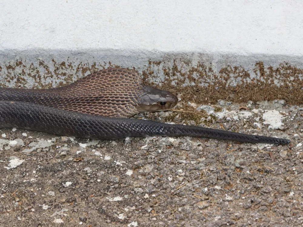 د Brown banded cobra عکس