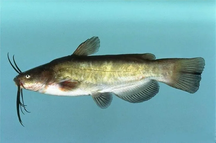 Foto de Brown bullhead