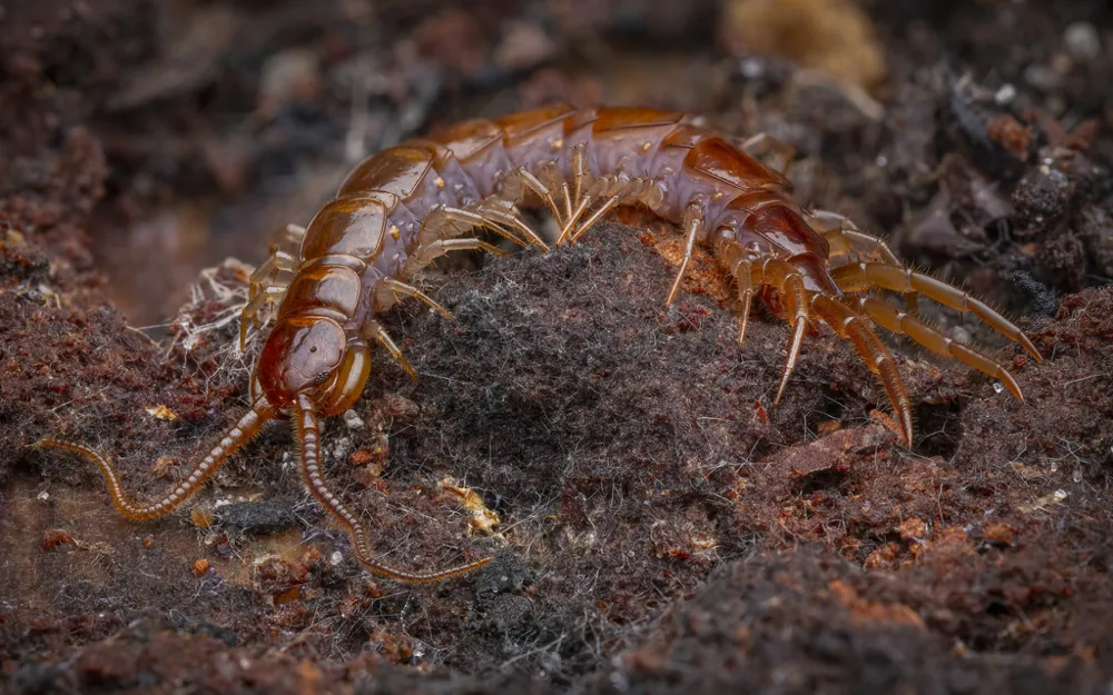 Brown centipede ఫోటో