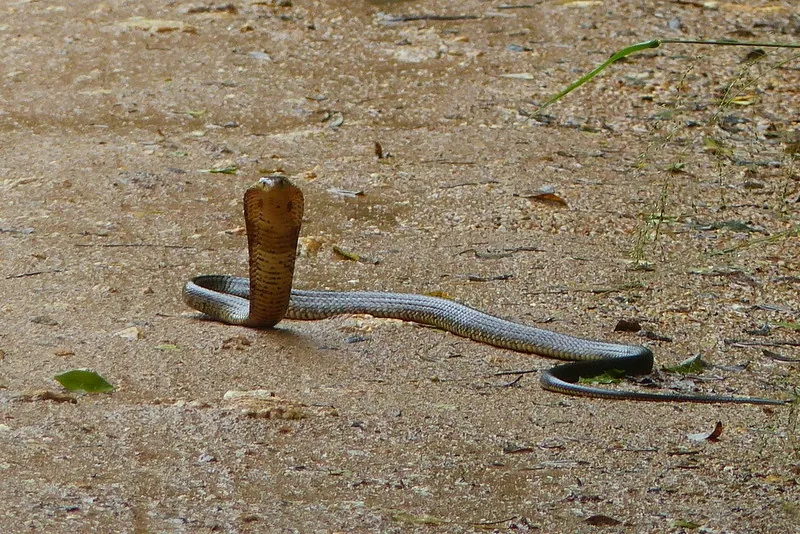 عکس Brown forest cobra