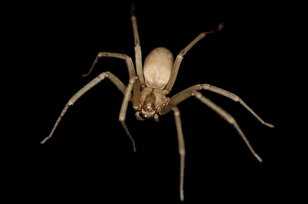 Brown recluse-இன் புகைப்படம்