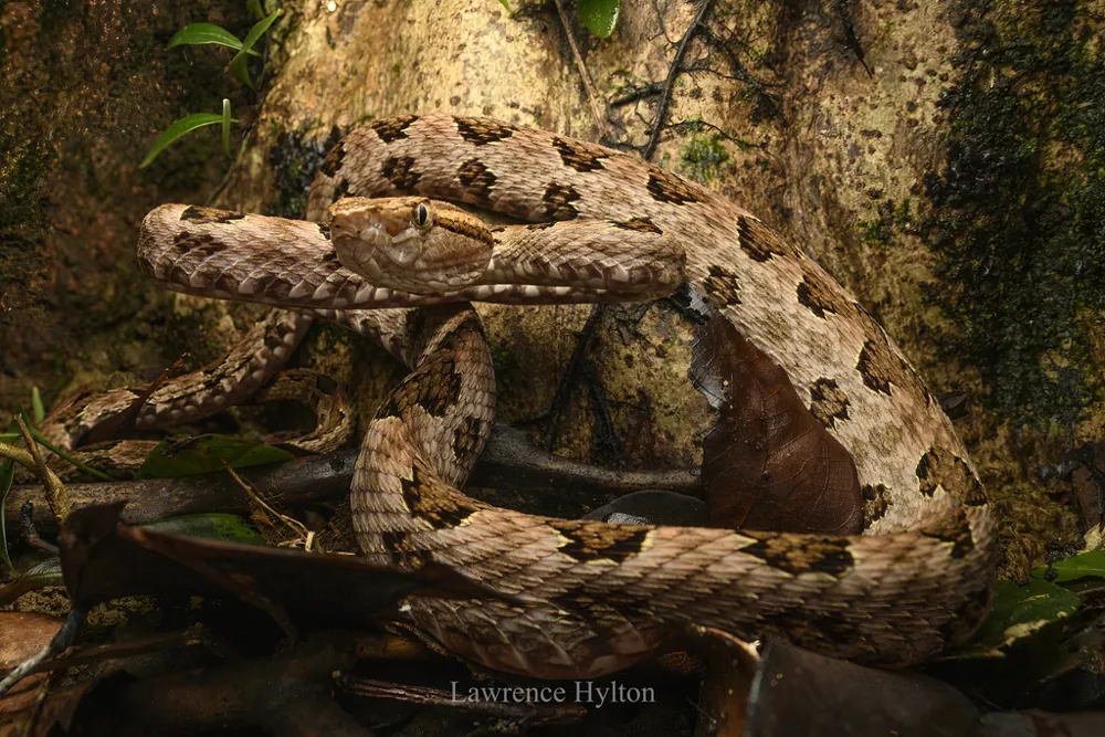 د Brown spotted pit viper عکس