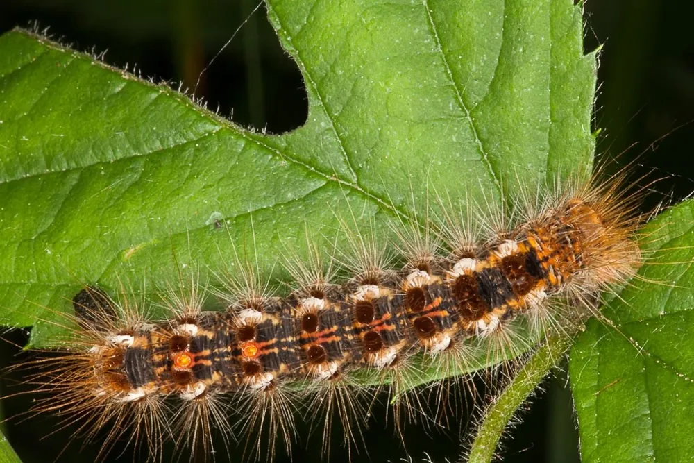 Brown-tail moth ఫోటో