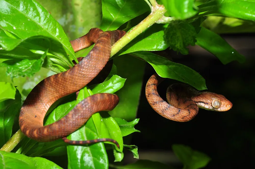 ภาพของBrown tree snake