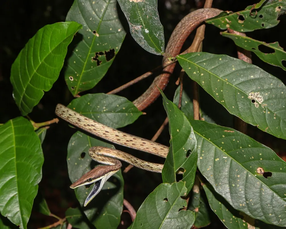 Brown vine snake ఫోటో