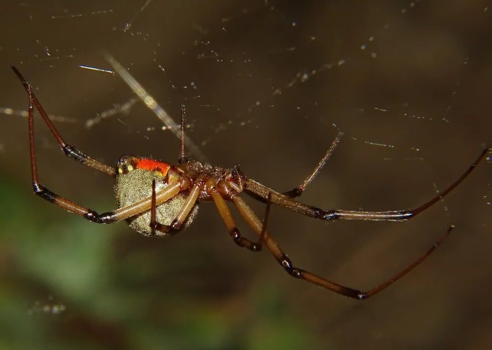 Brown widow ఫోటో