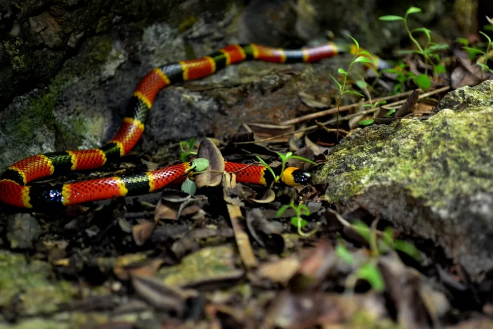 د Brown's coral snake عکس