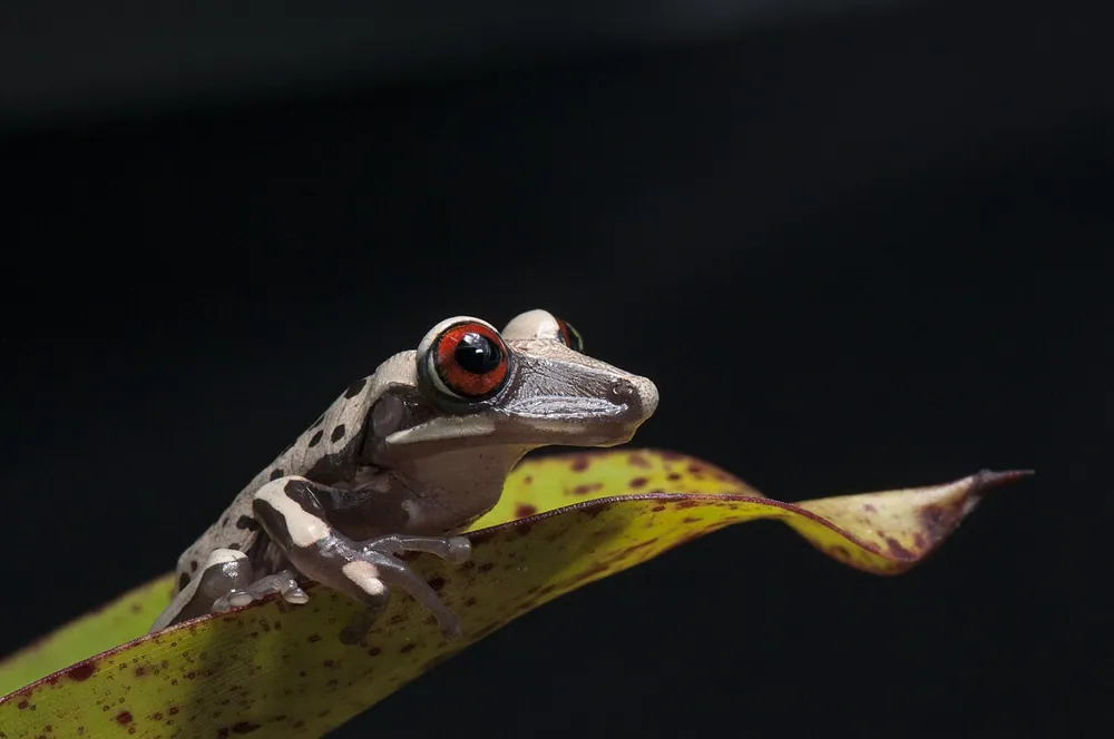 د Bruno's casque-headed frog عکس