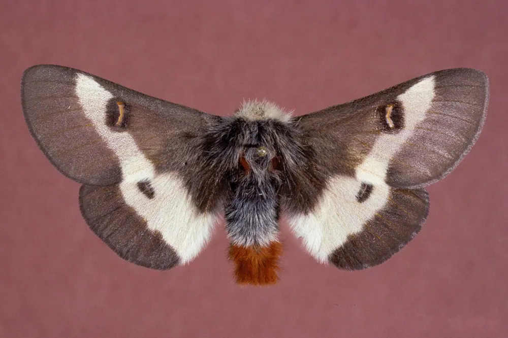 Buck moth ఫోటో
