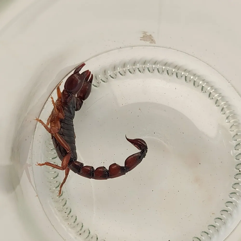 عکس Buenos Aires scorpion
