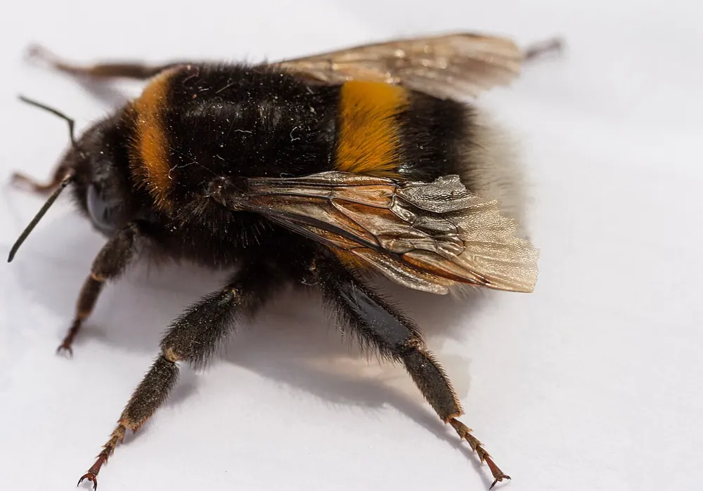 Buff-tailed bumblebee ఫోటో