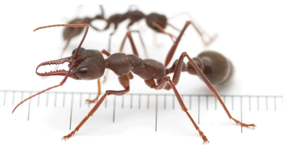 عکس Bulldog ant