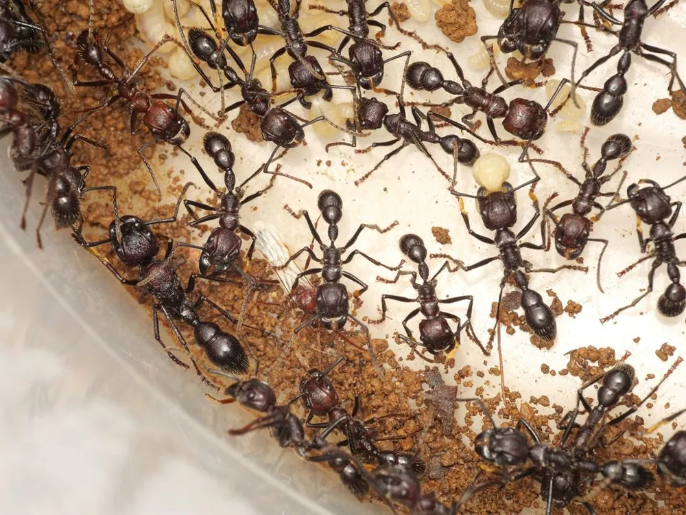 Bullet ant کی تصویر