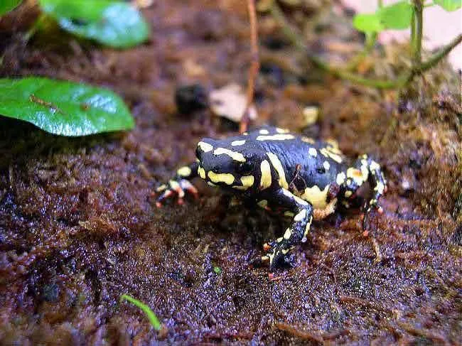 Ảnh Bumblebee toad