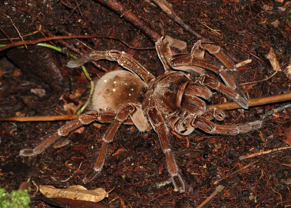 د Burgundy goliath birdeater عکس