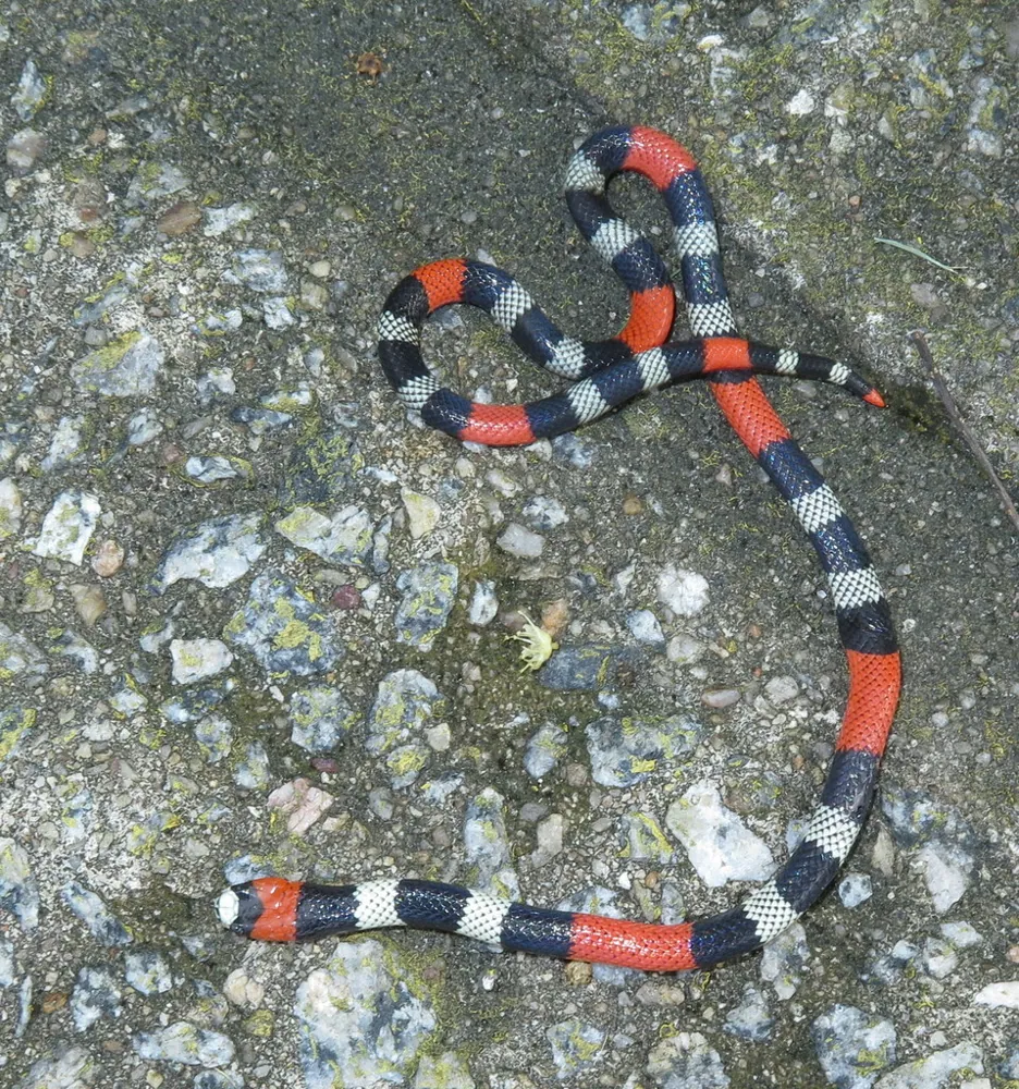 د Caatinga coral snake عکس