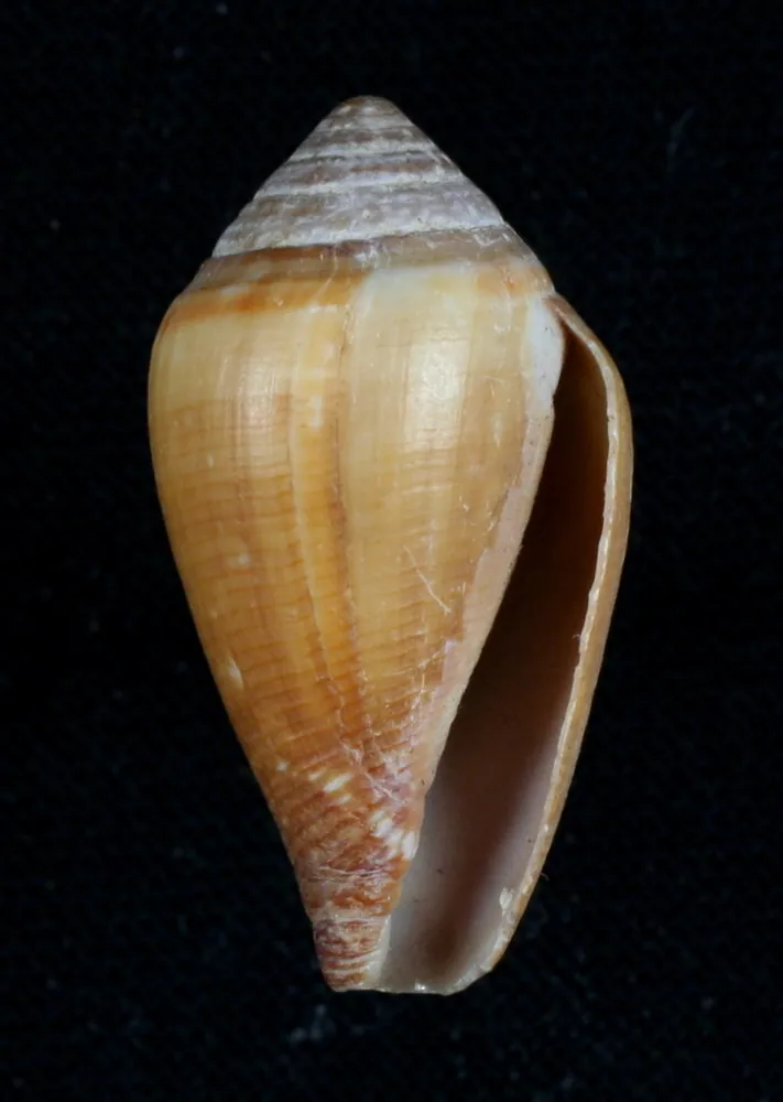 د California cone عکس