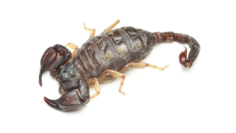 د California forest scorpion عکس