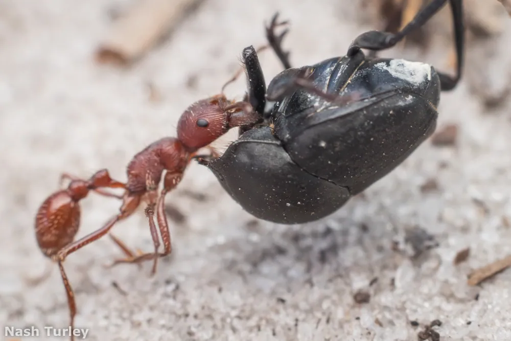 Foto de California harvester ant