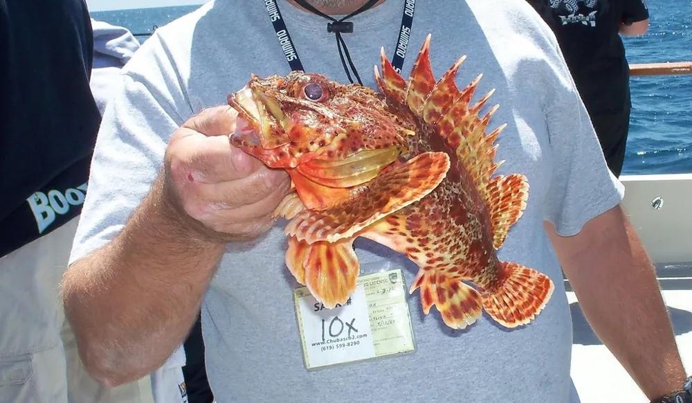 عکس California scorpionfish