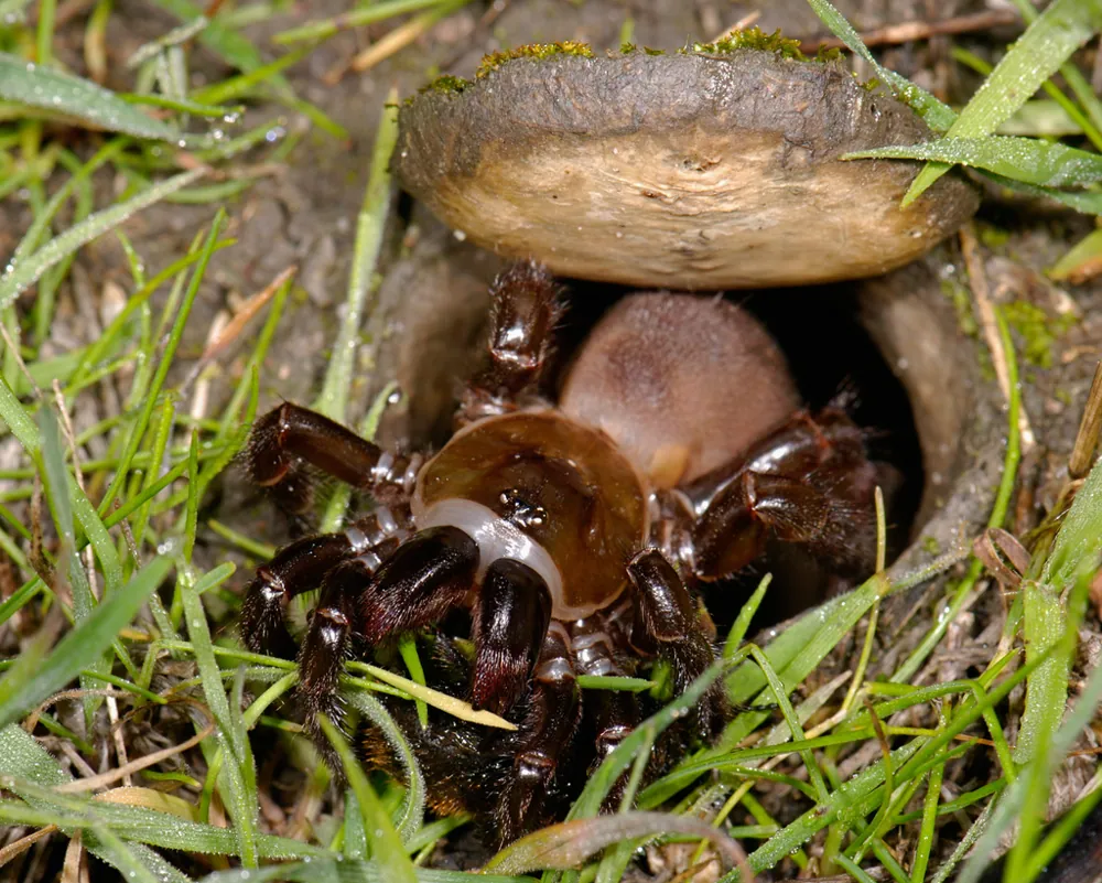 عکس California trapdoor spider