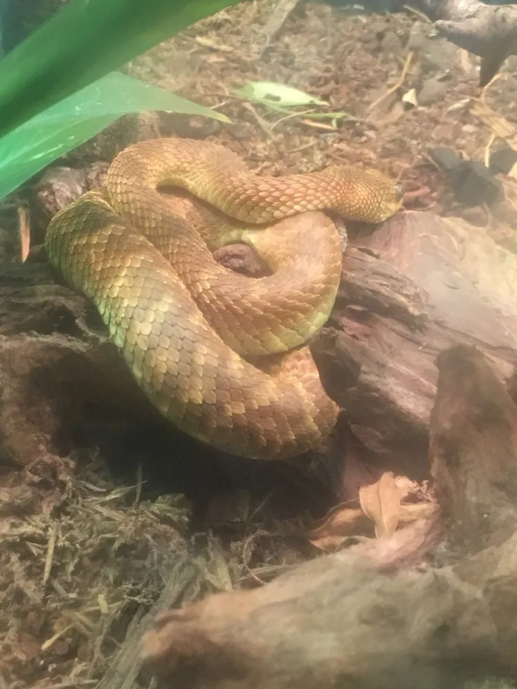 عکس Cameroon bush viper
