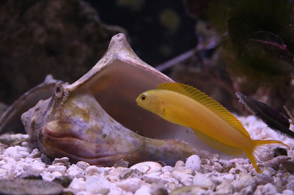 د Canary fangblenny عکس