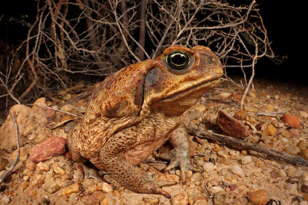 ภาพของCane toad
