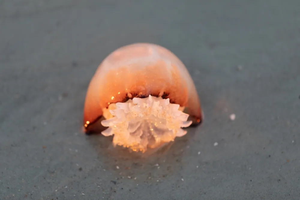 د Cannonball jellyfish عکس