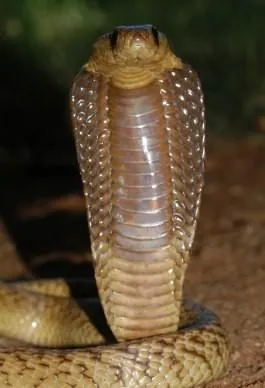 Foto Cape cobra