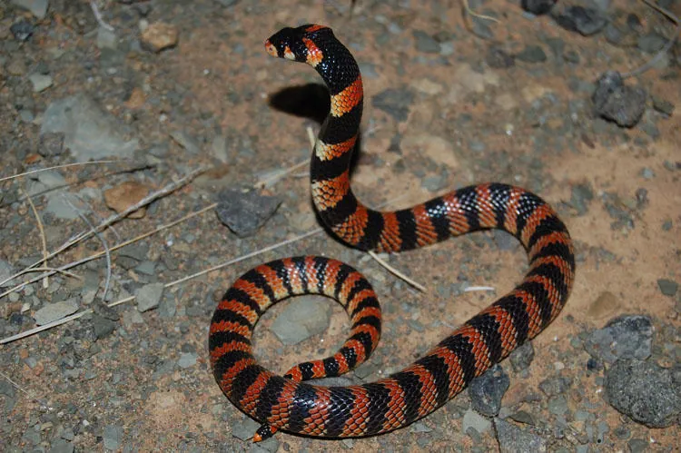 د Cape coral snake عکس