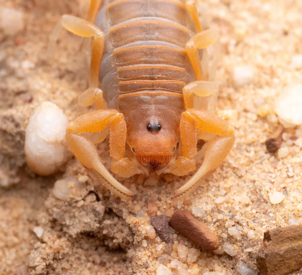 د Cape thick-tailed scorpion عکس
