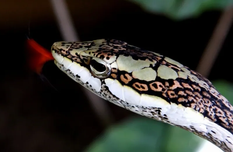 د Cape twig snake عکس
