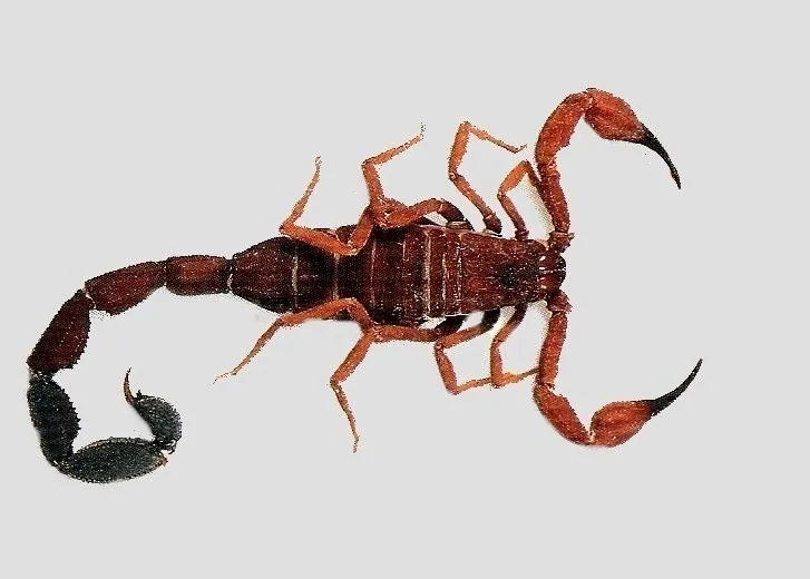 عکس Caracas scorpion