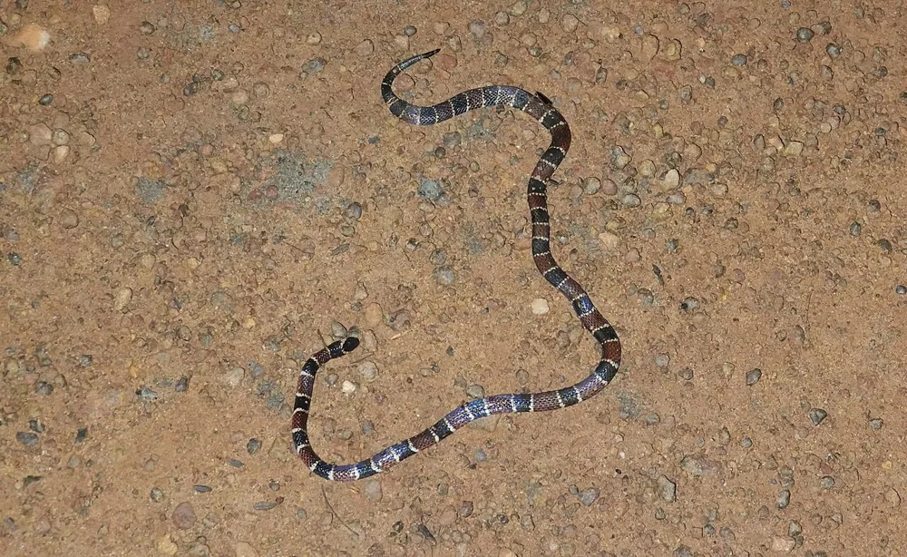 عکس Carib coral snake