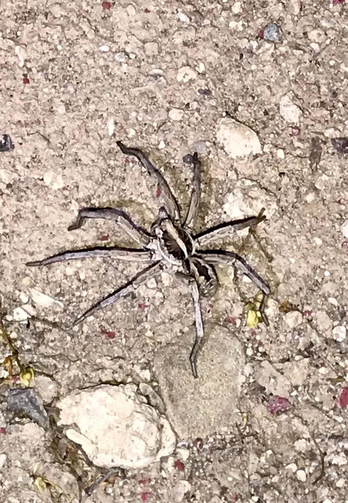عکس Carolina wolf spider
