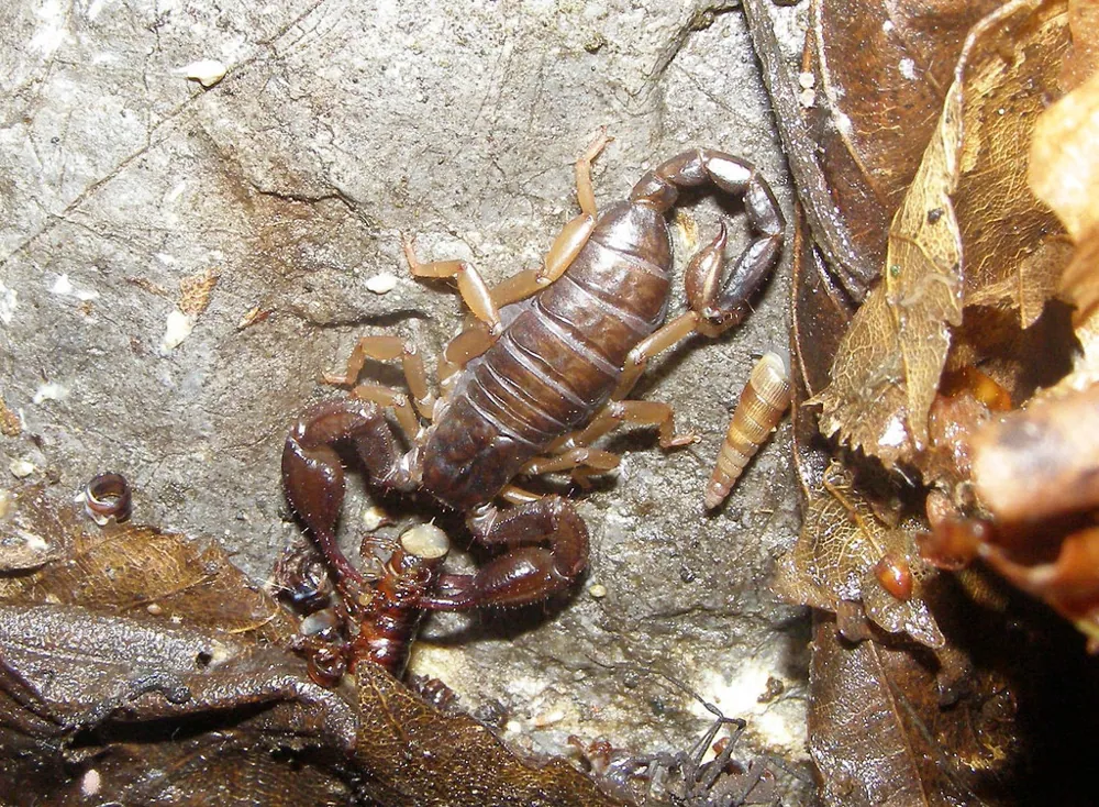 عکس Carpathian scorpion