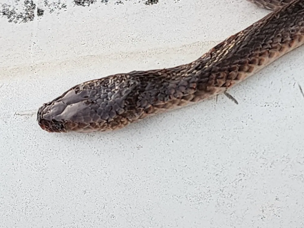 د Carpentaria snake عکس