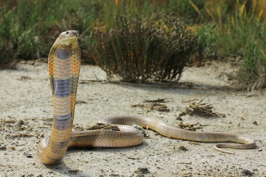 Foto de Caspian cobra
