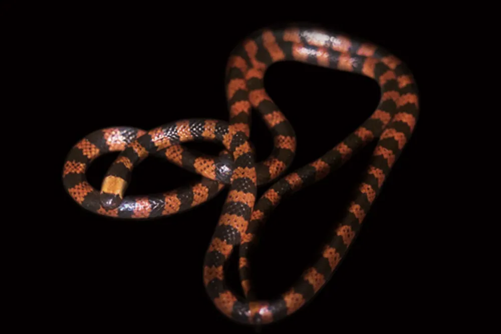 د Cauca coral snake عکس