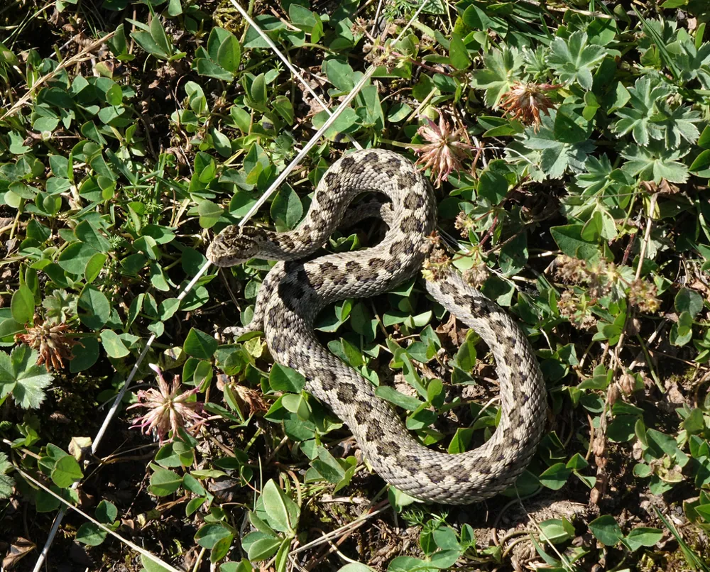 عکس Caucasian meadow viper