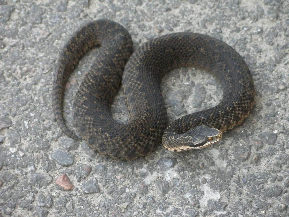 عکس Caucasus viper
