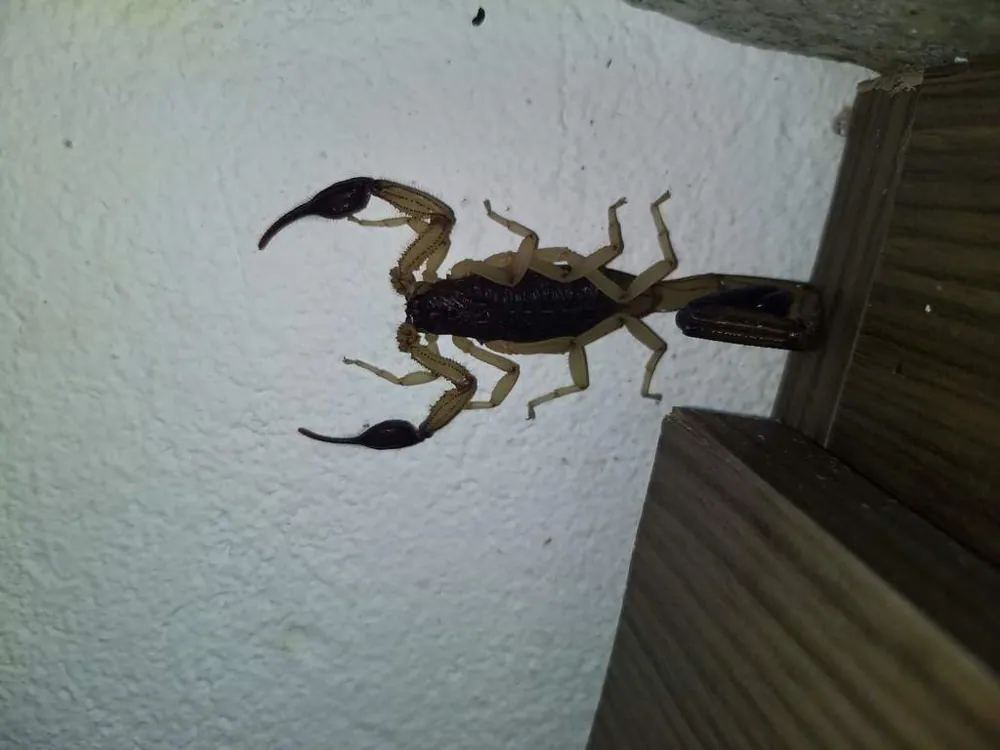 د Central American bark scorpion عکس