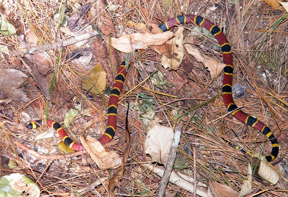عکس Central American coral snake