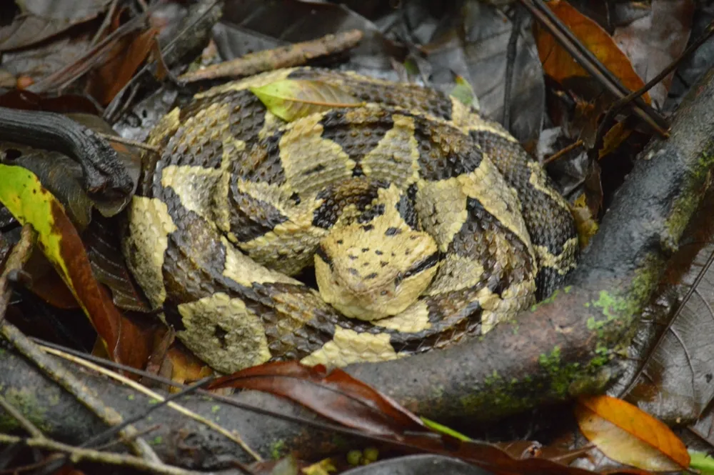 د Central American jumping pitviper عکس