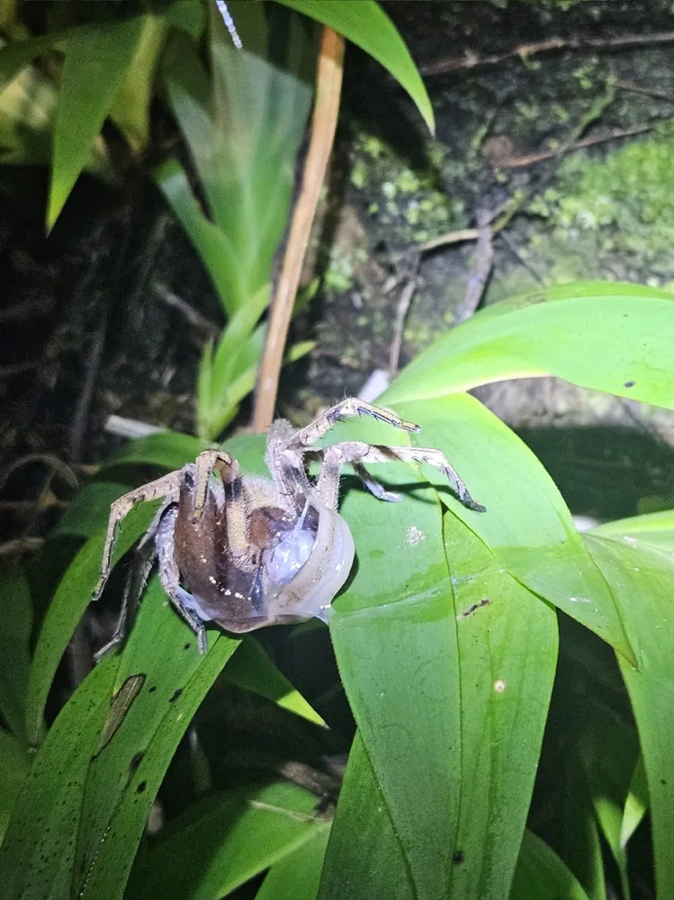 د Central American wandering spider عکس