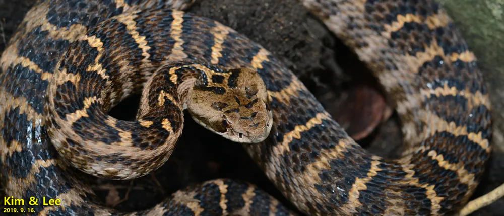 د Central Asian pit viper عکس