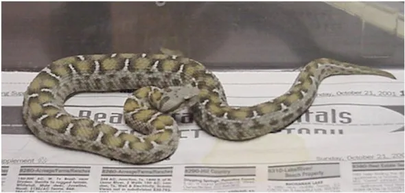 د Central Turkish mountain viper عکس